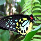 KURANDA BUTTERFLY OPTIONAL EXTRA
