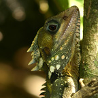 BOYD'S FOREST DRAGON
