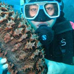 FIND AMAZING SEA CREATURES