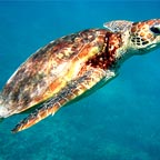 MARINE LIFE