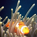 SEE THE WONDERS OF THE REEF