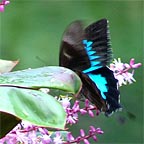 ULYSSES BUTTERFLY
