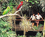rainforest boardwalks