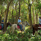 COMBINE WITH HORSERIDING