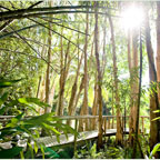 GARDEN BOARDWALKS