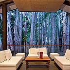 PAPERBARK FOREST