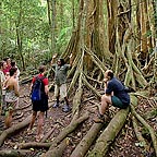 ANCIENT FOREST