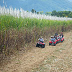 CRUISE THE SUGAR CANE