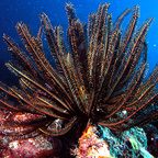 WONDERS OF THE REEF