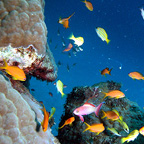 ARRAY OF MARINE LIFE