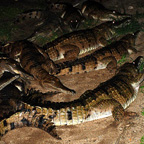 SPOT THE CROC