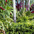 TROPICAL GARDENS