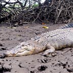 SPOT THE ELUSIVE CROCODILE