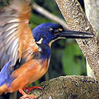 SPOT UNIQUE WILDLIFE