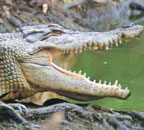 THE ELUSIVE CROCODILE