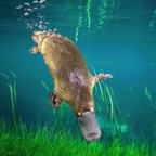 PLATYPUS SPOTTING