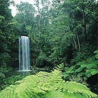 MILLAA MILLAA FALLS
