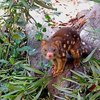 ABUNDANCE OF WILDLIFE