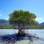 WORLD HERITAGE LISTED DAINTREE
