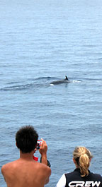 WHALE SPOTTING