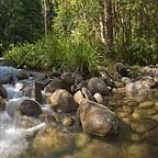 SILKY LOCATED ON MOSSMAN RIVER