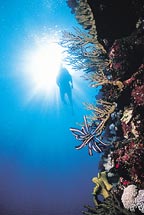 CORAL SEA