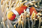 CLOWN FISH