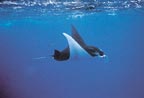 LARGE RAY