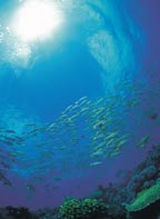  LARGE SCHOOLS OF FISH