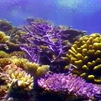 CORAL FORMATIONS