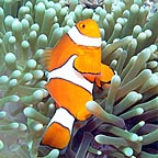 CAN YOU FIND NEMO??
