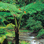 TROPICAL TREE FERN