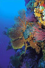 AGINCOURT REEF