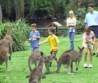 HAND FEED KANGAROOS