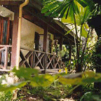 IMMERSED DEEP IN RAINFOREST JUNGLE