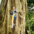 GIANT FIG TREE