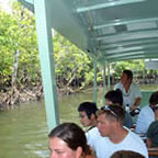 VIEW THE MANGROVE HABITAT FROM THE SPECIALLY DESIGNED RIVER BOAT