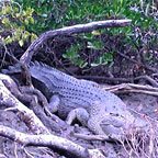 CHANCE TO SPOT CROCODILES IN THE WILD