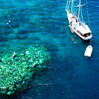 OCEAN FREE