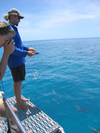 FISH FEEDING AT PINNACLE REEF
