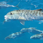 FISH FEEDING