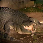 SPOT THE CROC