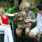 STROKE A WOMBAT