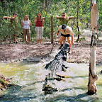CROCODILE FEEDING
