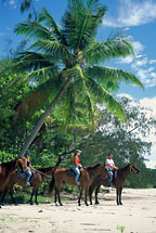 Cape Trib Horse Rides