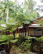 Daintree Secrets
