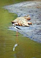 LARGE SALTWATER CROCODILE