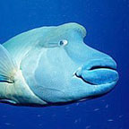 MAORI WRASSE