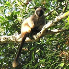 TREE KANGAROO