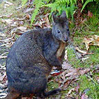 LOCAL WILDLIFE